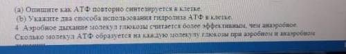 Укажите два использование гидролиза АТФ в клетке?​