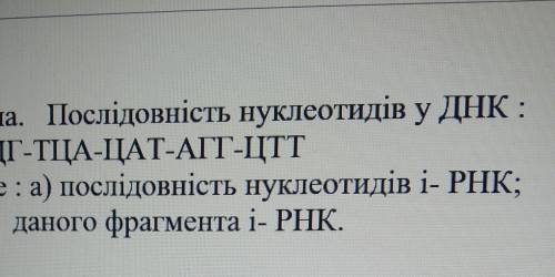 13. Задача. Послідовність нуклеотидів у ДНК: ААА-ЦЦГ-ТЦА-ЦАТ-АГТ-ЦТТВизначте : а) послідовність нукл