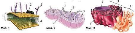 Узагальнюючі завдання до теми «Структура клітин» 1. Зображена на мал. 1 структура НЕ виконує функцію