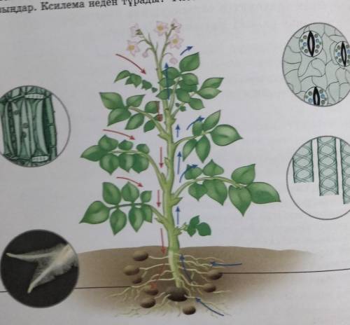 Силтеме сызыктар аркылы не корсетилген?Салыстырындар жане даптерге жазындар.Ксилема неден турады?Фло