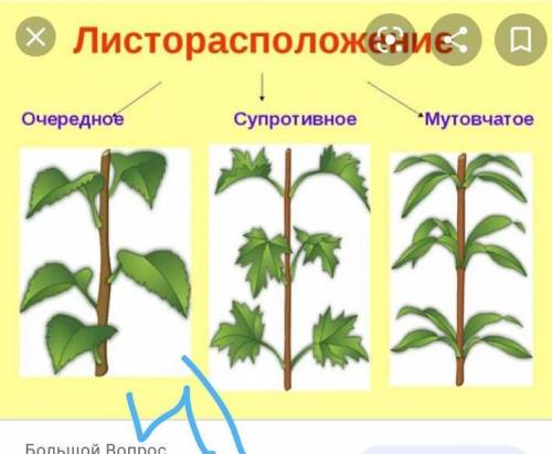 1. Что такое побег? 2. Из чего состоит побег? Строение побега отразите в виде рисунка с указанием ег