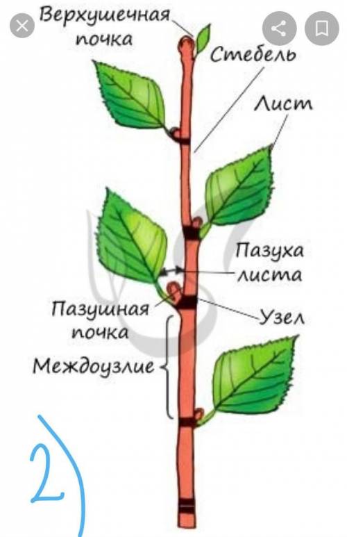 1. Что такое побег? 2. Из чего состоит побег? Строение побега отразите в виде рисунка с указанием ег