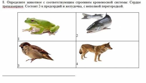 Определите животное с соответствующим строением кровеносной системы: Сердце трехкамерное. Состоит 2-