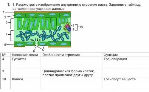 Заполнить таблицу строение листа