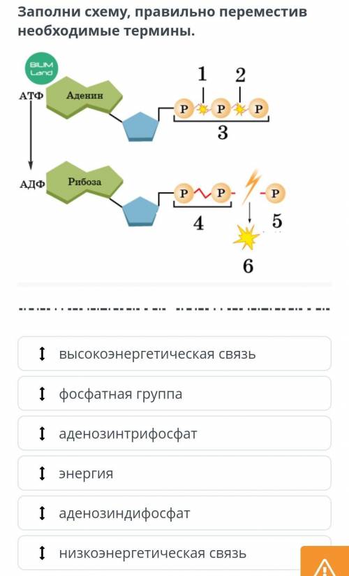 Заполни схему, правильно переместив необходимые термины ​