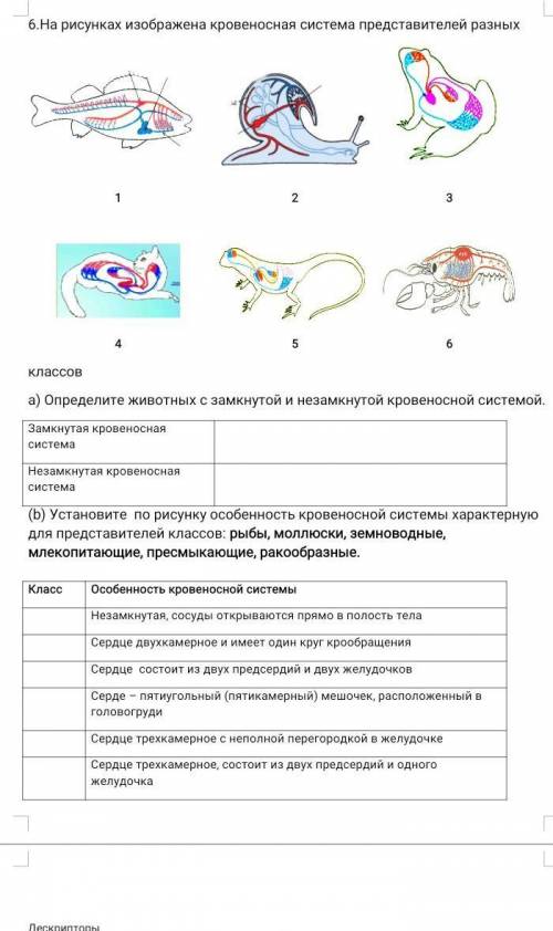 Установите по рисунку особенность кровеносной системы характерную для представителей классов: рыбы,