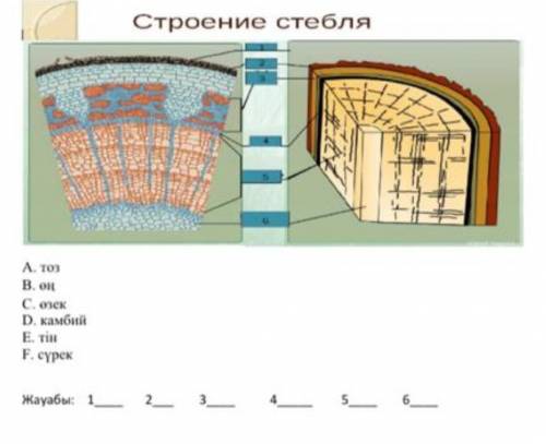 Ағаштын ышкы курылысы тезырекк керек