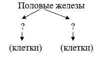 Заполните схемы. Тема системы органов животных