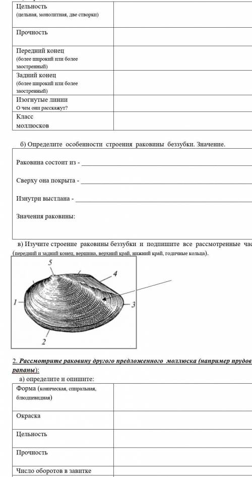 Лабораторная работа про моллюсков