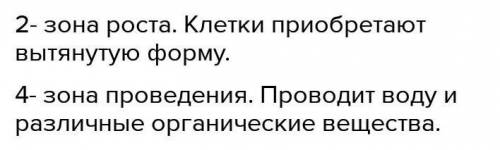 Задание 2. Рассмотрите изображение.Заполните таблицу «Строение корня». Укажите название участков кор