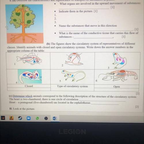 Version 1 I. (a) Describe the characteristics and significance of transport of substances in plants.