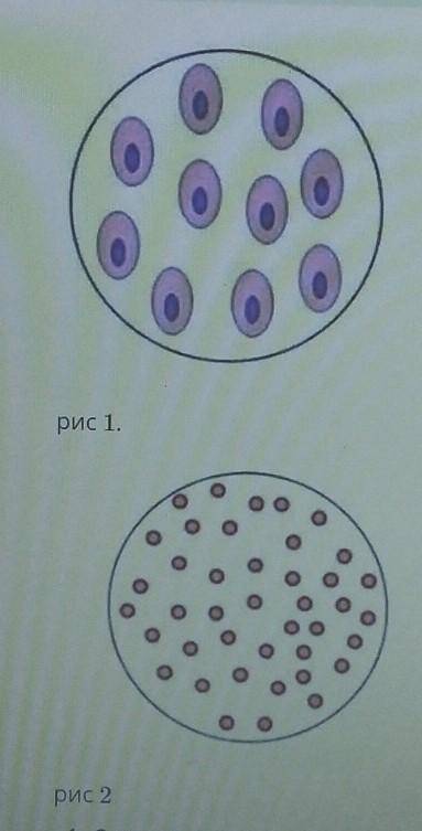 1. Определите, какие кровяные клетки изображены на рисунке 1 и 2, каких организмов 2. Определите отл