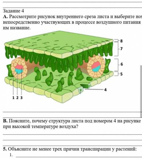 Рассмотрите рисунок внутреннего среза листа и выберите номера структур, непосредственно участвующих