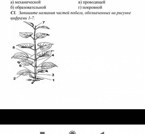 Запишите название частей побега обозначенные на рисунке​