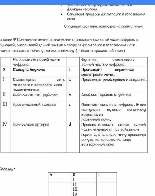 . Соотнесите номер на диаграмме с названием составной части нефрона ифункцией, выполняемой данной ча