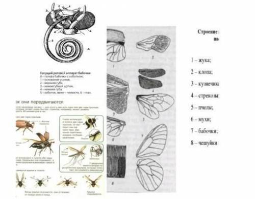 Лабораторная работа: «Внешнее строение насекомого»(сори за качество фото, кстати на фото сами карточ