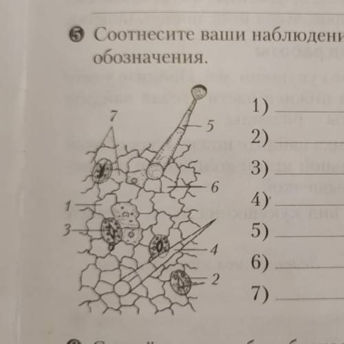 Соотнесите ваши наблюдения с рисунком. Сделайтеобозначения. ​