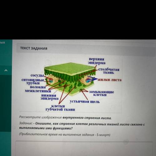 Рассмотрите изображение внутреннего строения листа. Задание: - Опишите, как строение клеток различны