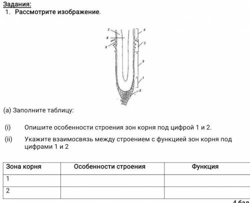 Разработка урока по биологии на тему "Зоны корня" (6 класс). - биология, прочее