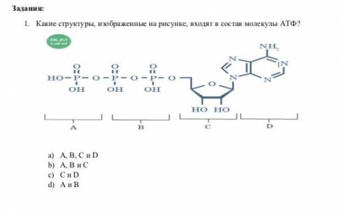 Какие структуры, изображенные на рисунке, входят в состав молекулы АТФ? ОЧЕНЬ биология, 10 класс