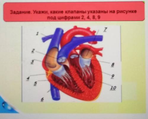 Укажите какие клапаны указаны на рисунке под цифрами 2,4,8,9​