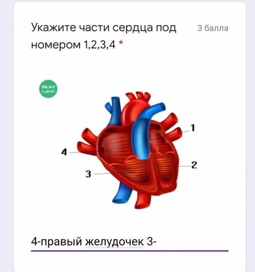 СОР (Укажите части сердца под номером 1,2,3,4​