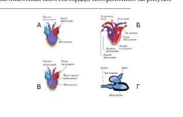 Определи У каких животных имеет сердце изображения на рисунке б) опиши особенности строения сердца д