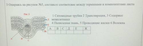 Опираясь на рисунок №3 ,составьте соответствие между терминами и компонентами листами. 1. ситовидны