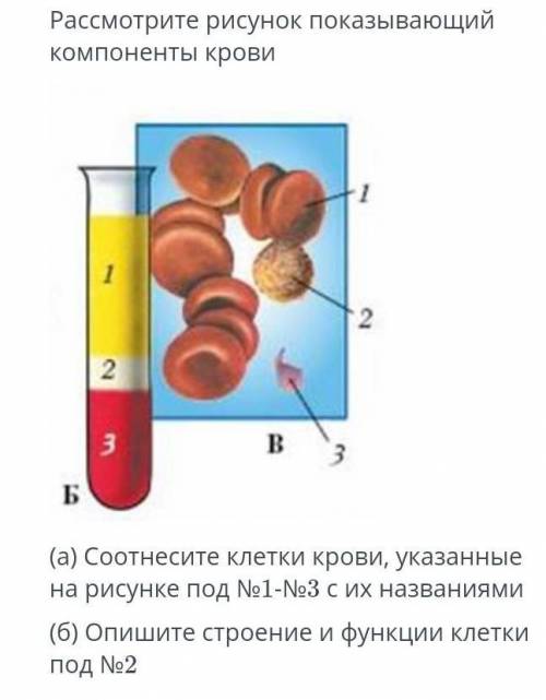 Рассмотрите рисунок показывающий компоненты крови ￼(а) Соотнесите клетки крови, указанные на рисунке