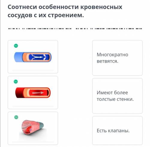 Соотнеси особенности кровеносных сосудов с их строением Многократно ветвятся Имеют большие толстые с