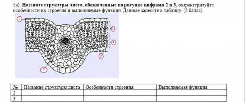 Назовите структуры листа, обозначенные на рисунке цифрами 2 и 3, охарактеризуйте особенности их стро