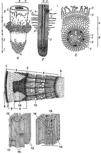 Корень и стебель, вегетативные органы высших растений, имеющие определённые сходства в строении неко