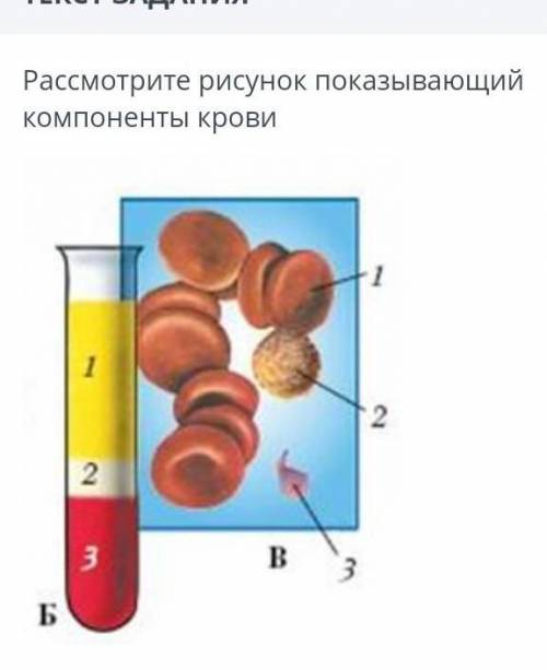 ТЕКСТ ЗАДАНИЯ Рассмотрите рисунок показывающий компоненты крови￼(а) Соотнесите клетки крови, указанн