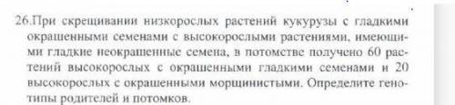 Генетика 11 класс При скрещивании низкорослых растений кукурузы