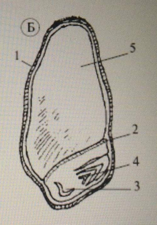 B2.Какие части семени показаны на рисунке Б, назовите их.​