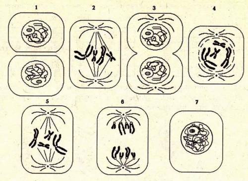 Какие стадии митоза расположены на нём под цифрами 1-7? (первое фото). Расположите цифры в последова