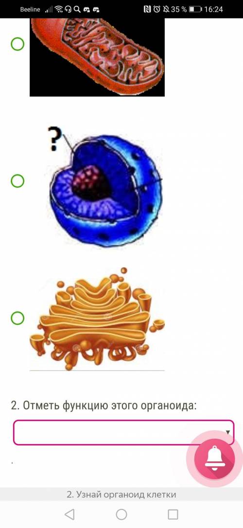 . Установи рисунок, на котором представлен(-а, -о) митохондрии 2. Отметь функцию этого органоида: