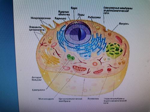 Строение каких клеточных оргонизмов представлино на рисунке