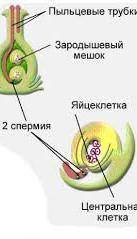 Составьте схему двойного оплодотворения покрытосеменных растений.