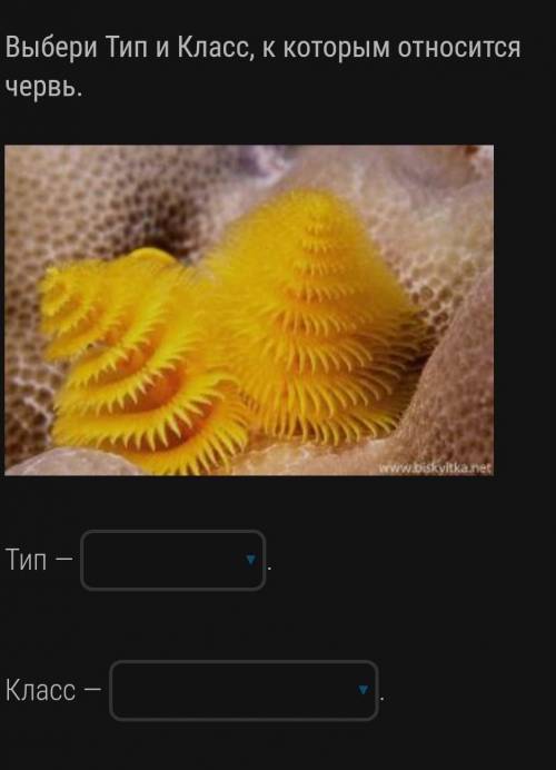 Выбери Тип и Класс, к которым относится червь Типкольчатые плоскиекруглыеКлассмалощетинковыеполихеты