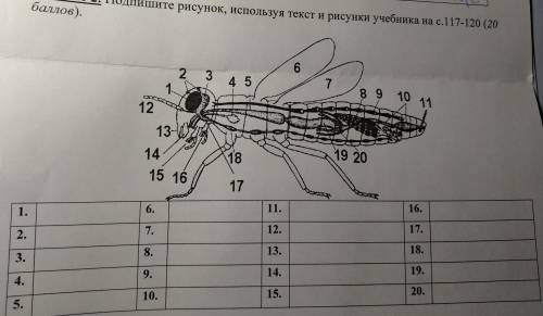 Подпишите рисунок, используя текст и рисунки учебника.