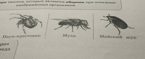 Выберите из приведенных ниже перечня систематических таксонов три таксона, которые являются общими п