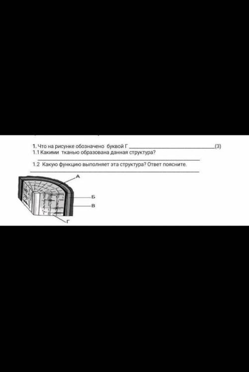 умоляюю Что на рисунке обозначено буквой Г?1.1 Какими тканью образована данная структура?1.2 Какую ф