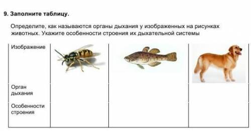 какие органы участвуют в процессе пищеварения?