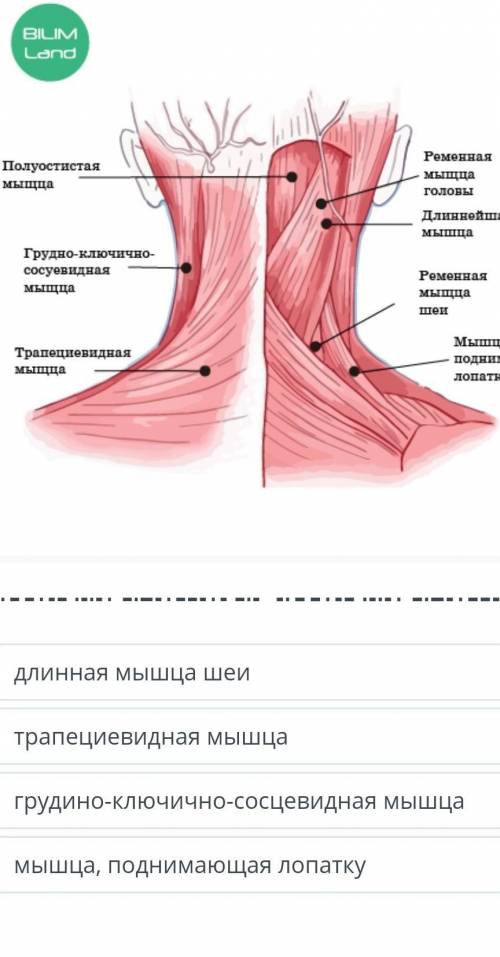 Какая из мышц выполняет важную роль в удержании равновесия головы? ​