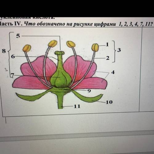 Что обозначено на рисунке цифрами 1,2,3,4,7,11?!