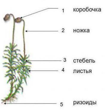 Какое строение имеют мохообразные?Какие признаки во внешнем строении свидетельствуют о том, что эти