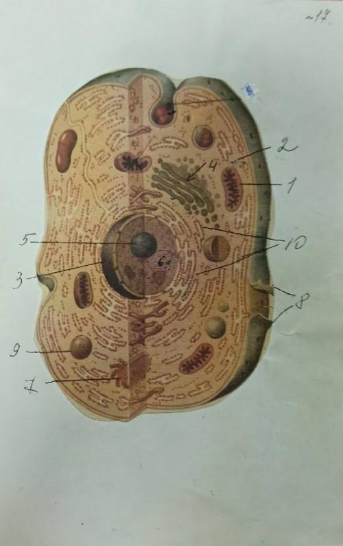 Надо выполнить работу по биологии тема клетка.