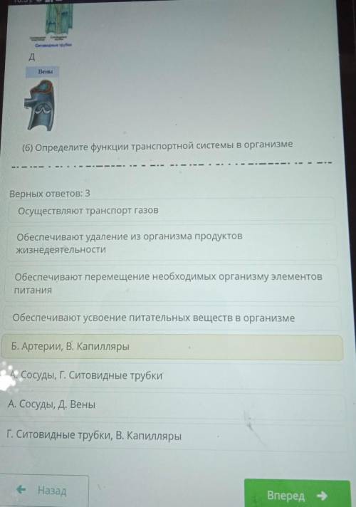 у многоклеточных организмов клетки разных тени друг друга Поэтому у них сформировались транспортная