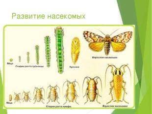 Рассмотрите рисунок развития насекомого с полным превращением. Выпишите в тетрадь стадии развития на